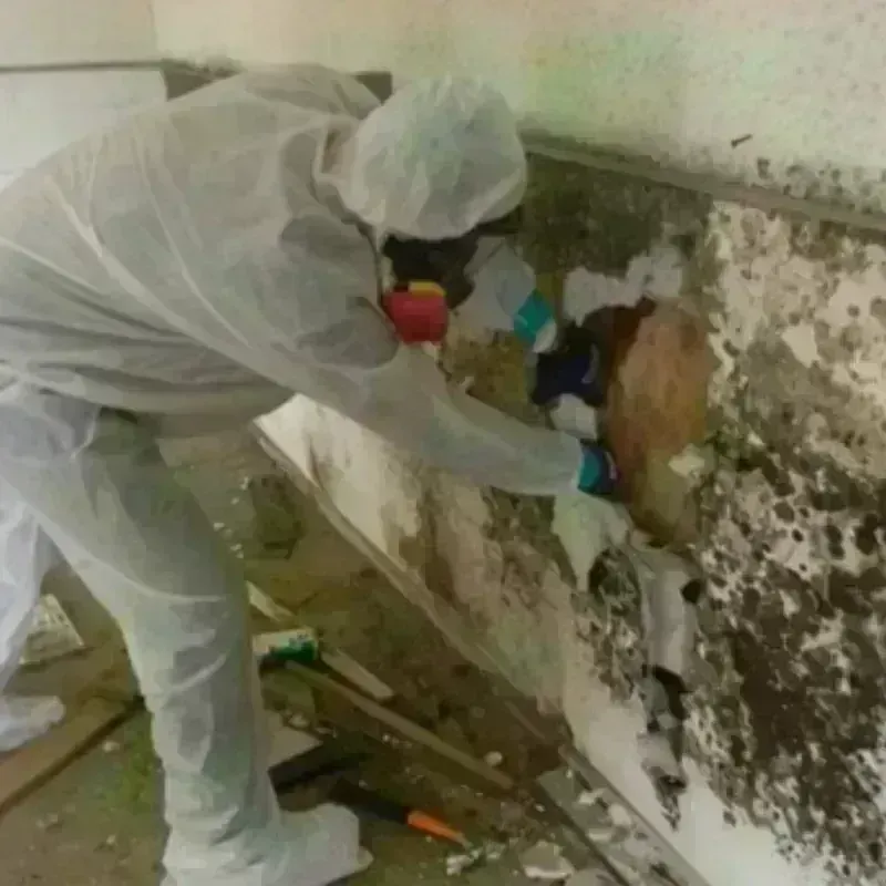 Mold Remediation and Removal in Redmond, WA